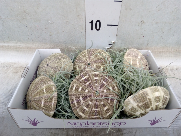 <h4>Tillandsia usneoides</h4>