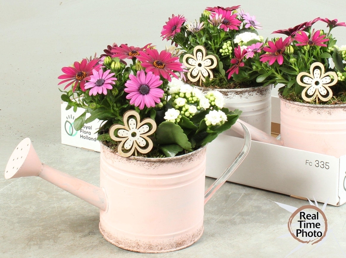 <h4>ARR TUINPLANTEN</h4>