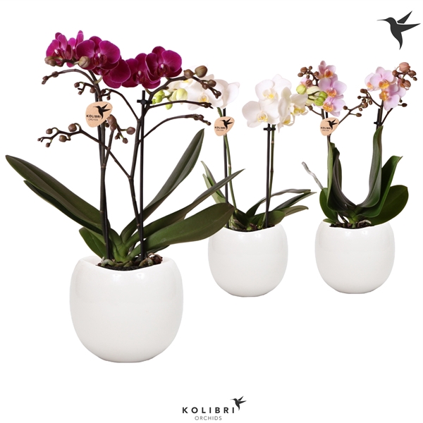 <h4>Kolibri Orchids Phalaenopsis 2 spike in Bowl pot White</h4>