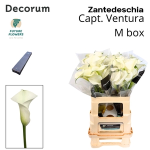 ZANT CAPT VENTURA MEDIUM BOX 60 CM 20 ST.