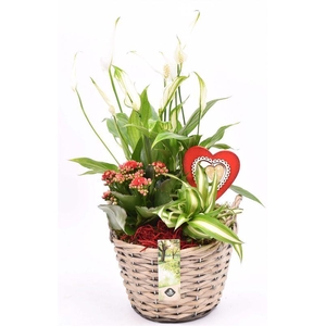 Wilg mand grijs met oor 18cm