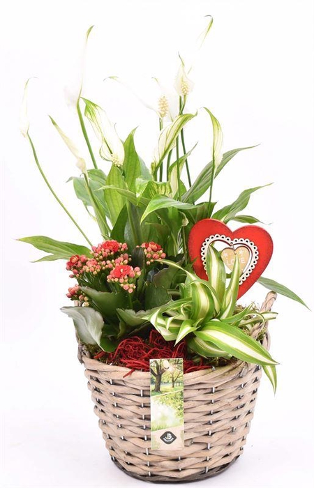 <h4>Wilg mand grijs met oor 18cm</h4>