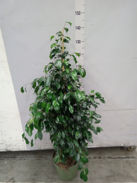 <h4>Ficus benja. 'Danielle'</h4>