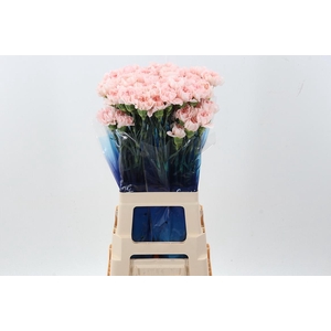 Di St Maruchi Pink