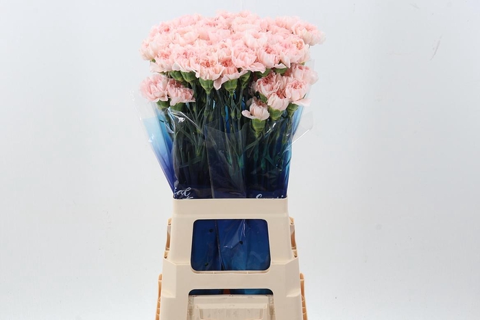 <h4>Di St Maruchi Pink</h4>