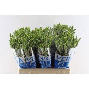 Veronica Smart Caya White Spray