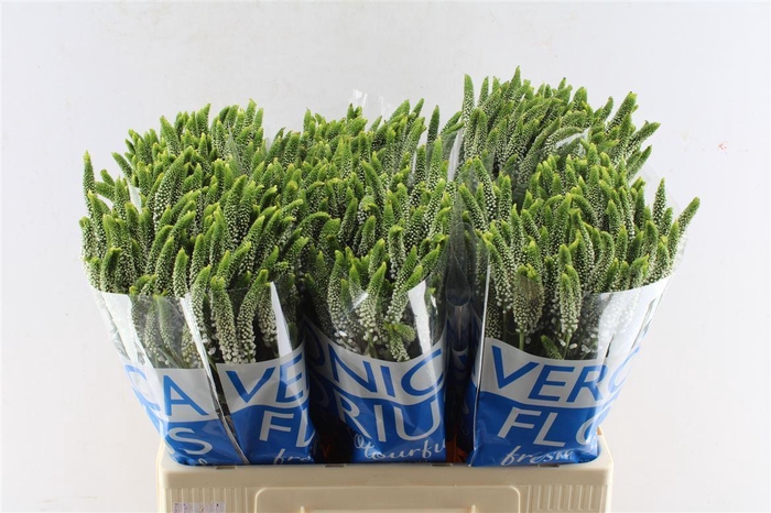 Veronica Smart Caya White Spray