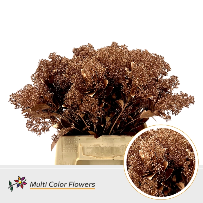 <h4>Skimmia Koper</h4>