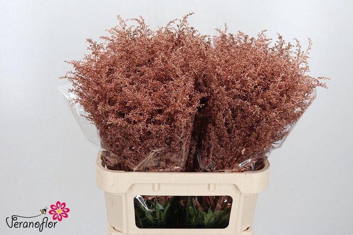 <h4>SOLI OV KLB H%</h4>