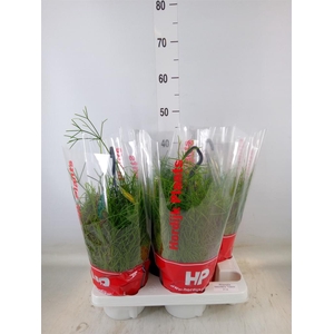 Rhipsalis baccifera 'Oasis'