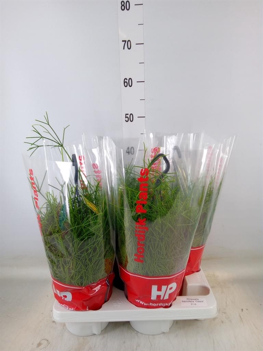 <h4>Rhipsalis baccifera 'Oasis'</h4>