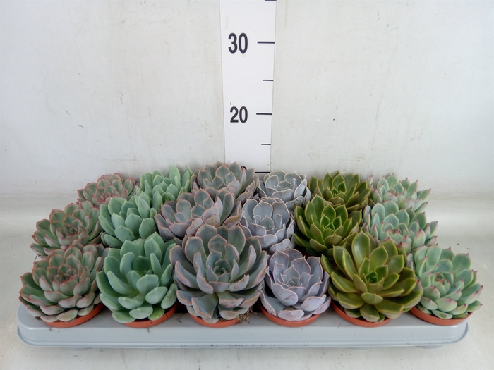 <h4>Echeveria   ...mix</h4>
