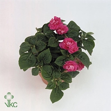 21808: Lovess arrangement