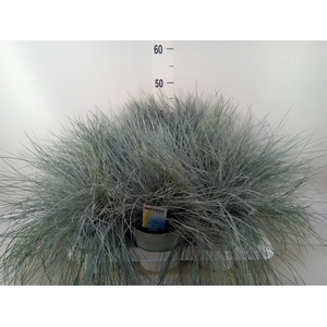 Festuca glauca 'Intens Blue'