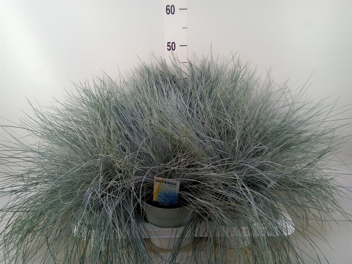 <h4>Festuca glauca 'Intens Blue'</h4>