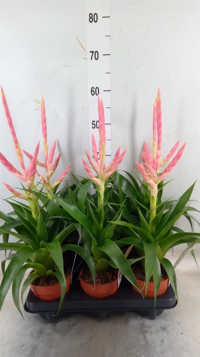 <h4>Tillandsia  'Dolce'</h4>