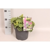 vaste planten 19 cm  Alchemilla mollis Irish Silk