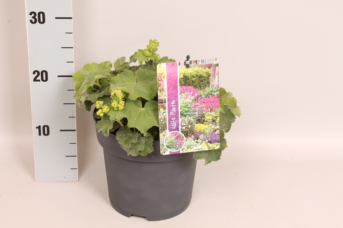 vaste planten 19 cm  Alchemilla mollis Irish Silk