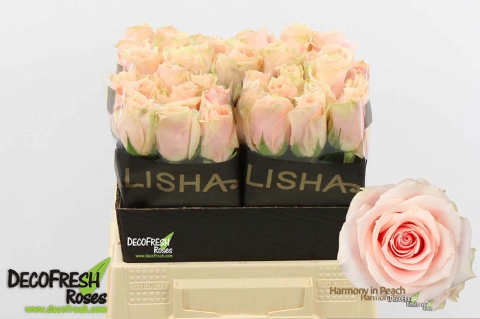 <h4>R Gr Harmony Peach</h4>