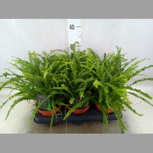 Nephrolepis cord. 'Duffii'