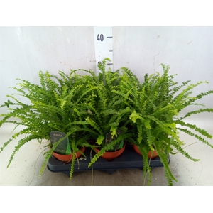 Nephrolepis cord. 'Duffii'