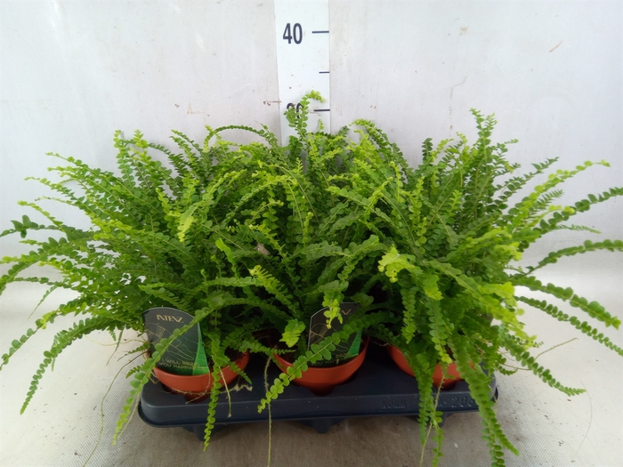 <h4>Nephrolepis cord. 'Duffii'</h4>