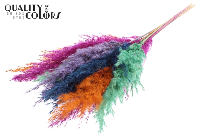 <h4>Pampas Grass 70cm 10st/bunch Neon Dusk</h4>