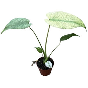 Monstera Mint