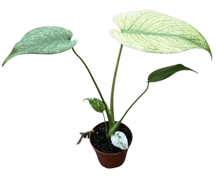 <h4>Monstera Mint</h4>