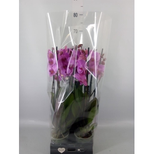 Phalaenopsis  'Ant Orlando'