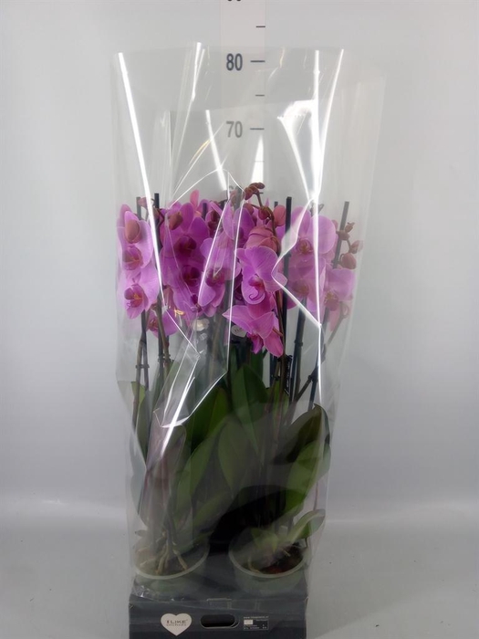 <h4>Phalaenopsis  'Ant Orlando'</h4>