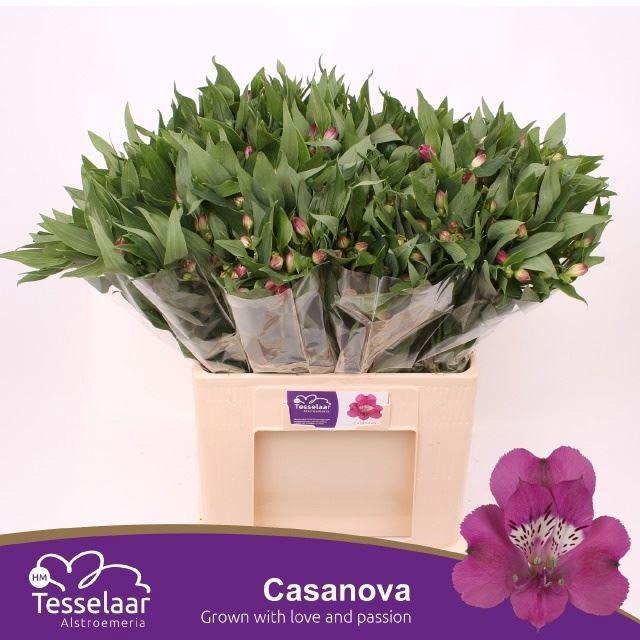 <h4>Alstr Casanova</h4>