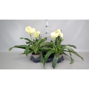 Paphiopedilum  'Amerikaanse hybrid'