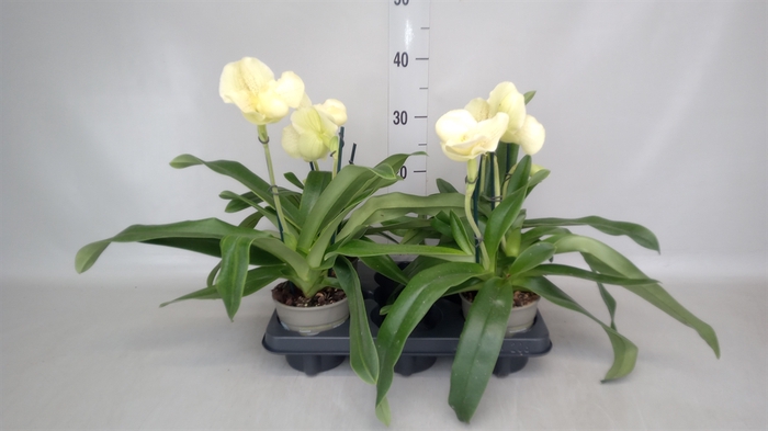 <h4>Paphiopedilum  'Amerikaanse hybrid'</h4>