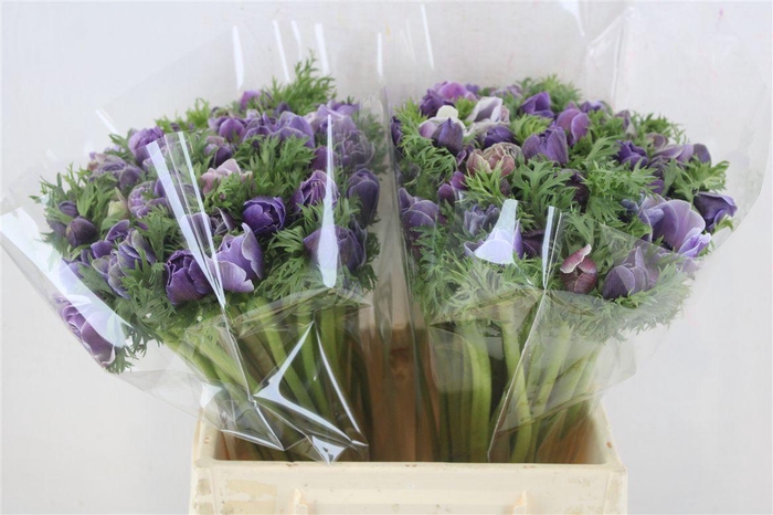 <h4>Anem Mistral Rarity</h4>