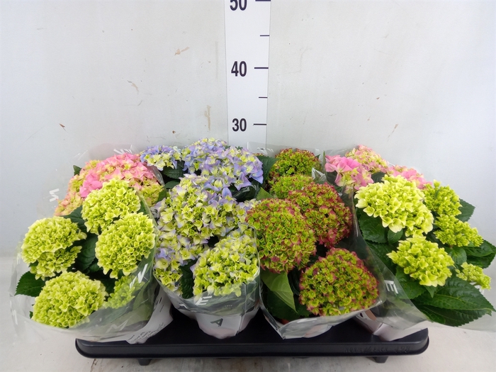 <h4>Hydrangea mac.   ...mix</h4>