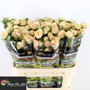 R TR GEN TRENDSETTER