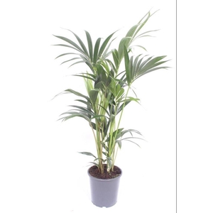 Howea forsteriana 5 per pot