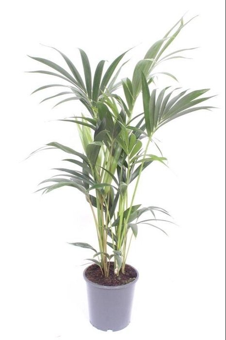 <h4>Howea forsteriana 5 per pot</h4>