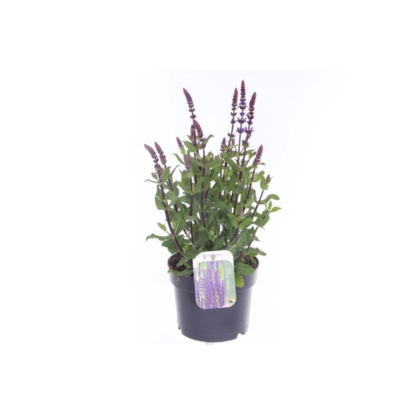 <h4>Salvia nemorosa Caradonna</h4>