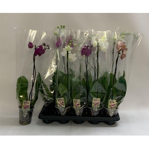 PHAL GEM