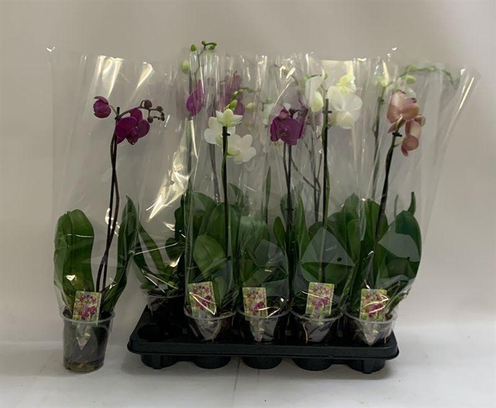<h4>PHAL GEM</h4>