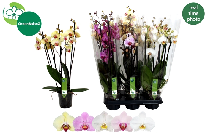 <h4>PHAL GEM</h4>