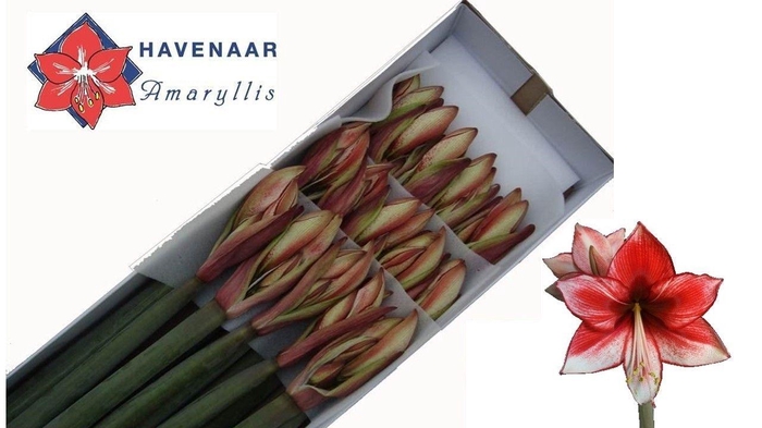 <h4>Hipp Di Charisma</h4>