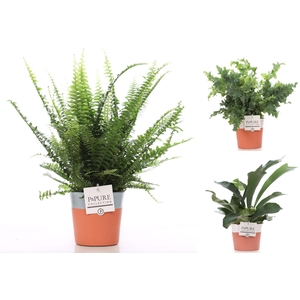 Varens gemengd in P&PURE Terra Cotta 4 ass.2