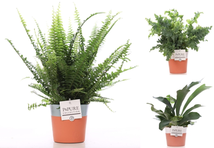 <h4>Varens gemengd in P&PURE Terra Cotta 4 ass.2</h4>