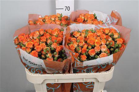 <h4>Rosa TR 'Smashing' BRAAM</h4>