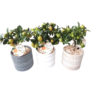 Arr.   Kamerplant Groen L%