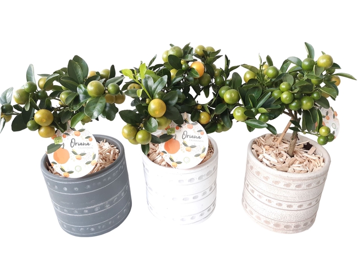 <h4>Arr.   Kamerplant Groen L%</h4>
