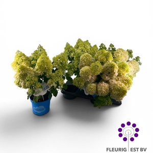HYDR PA BLOOM STRATU